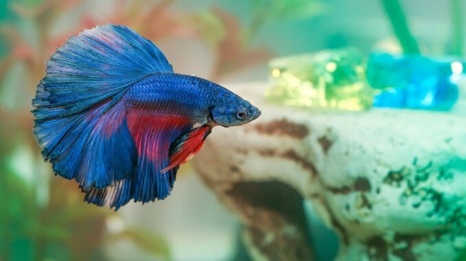 How Long Do Betta Fish Live? 5 Tips to Increase Their Lifespan Banner