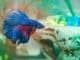 How Long Do Betta Fish Live? 5 Tips to Increase Their Lifespan Banner