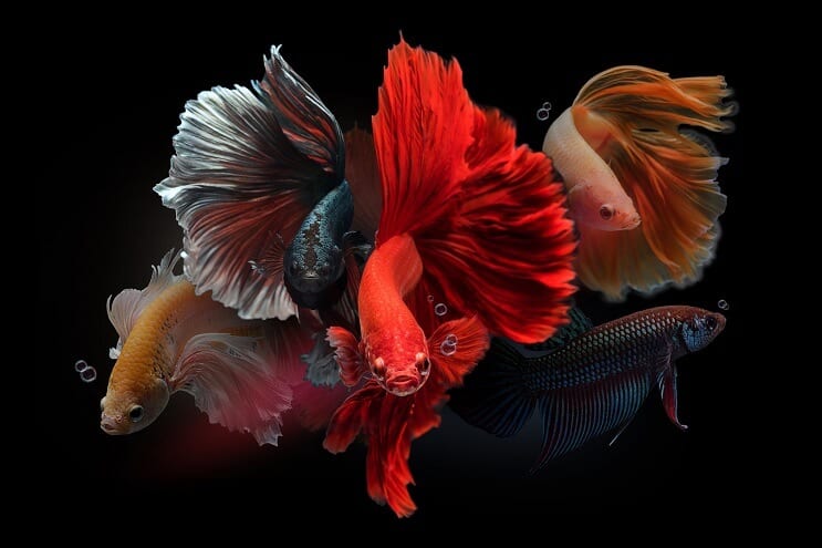 Male Bettas displaying colors