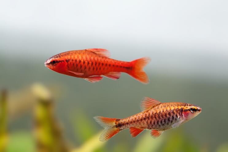 Male and Female Cherry Barb