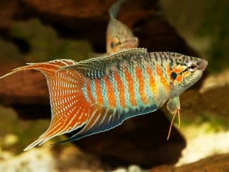 Paradise Gourami Fish Care, Diet, Tank Mates... Banner