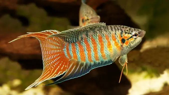 Paradise Gourami Fish Care, Diet, Tank Mates... Banner