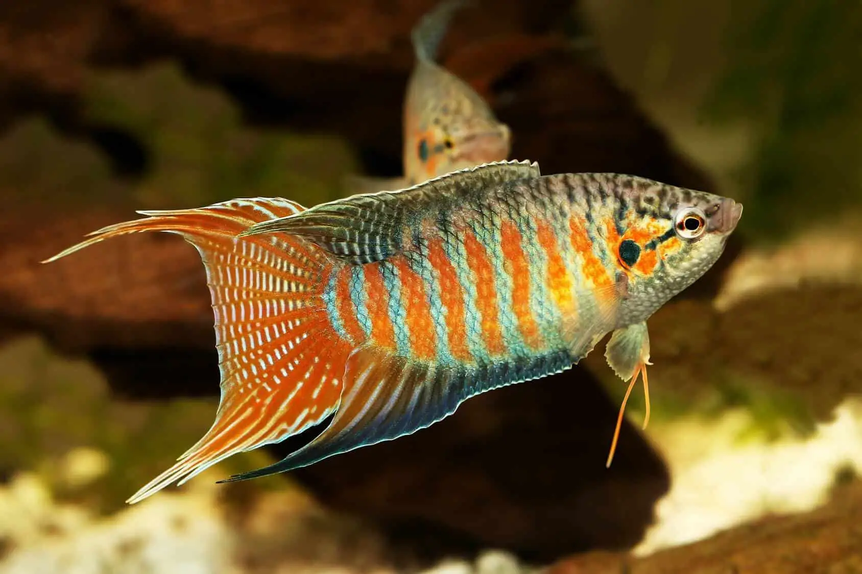 Paradise Gourami Fish: Care, Diet, Tank 