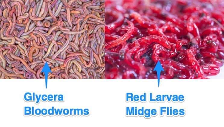 Red Larvae of the Midge Fly