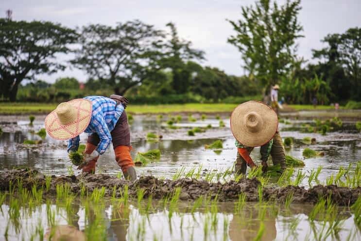 Rice Fields in Thailand