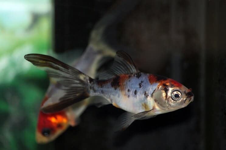 Nage de poisson rouge Shubunkin