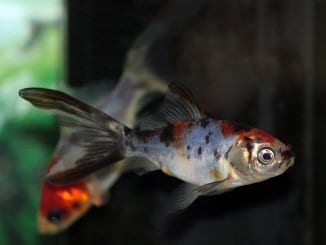 Shubunkin Goldfish Varieties, Care Guide, Lifespan and More... Banner