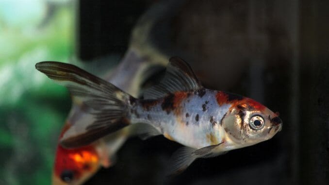 Shubunkin Goldfish Varieties, Care Guide, Lifespan and More... Banner