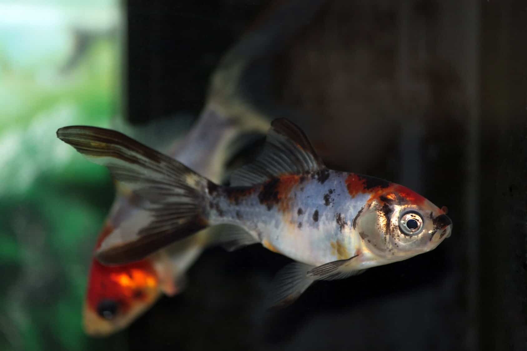 Shubunkin Goldfish: Varieties, Care 