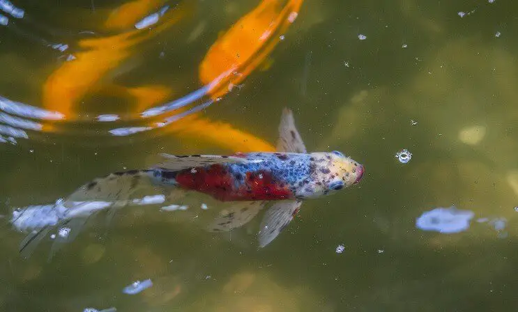 Shubunkin Goldfish in a Pond