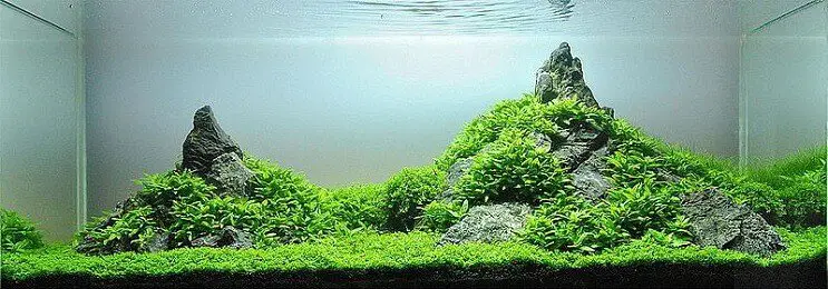 Staurogyne Repens Plant Care Guide Carpet Growing and More…  Fishkeeping World