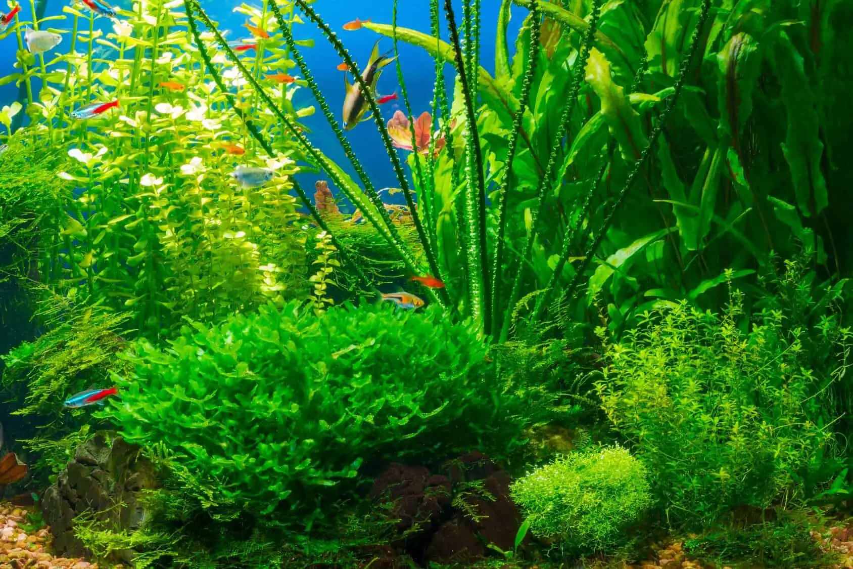 Staurogyne يعيد رعاية نباتات أحواض السمك