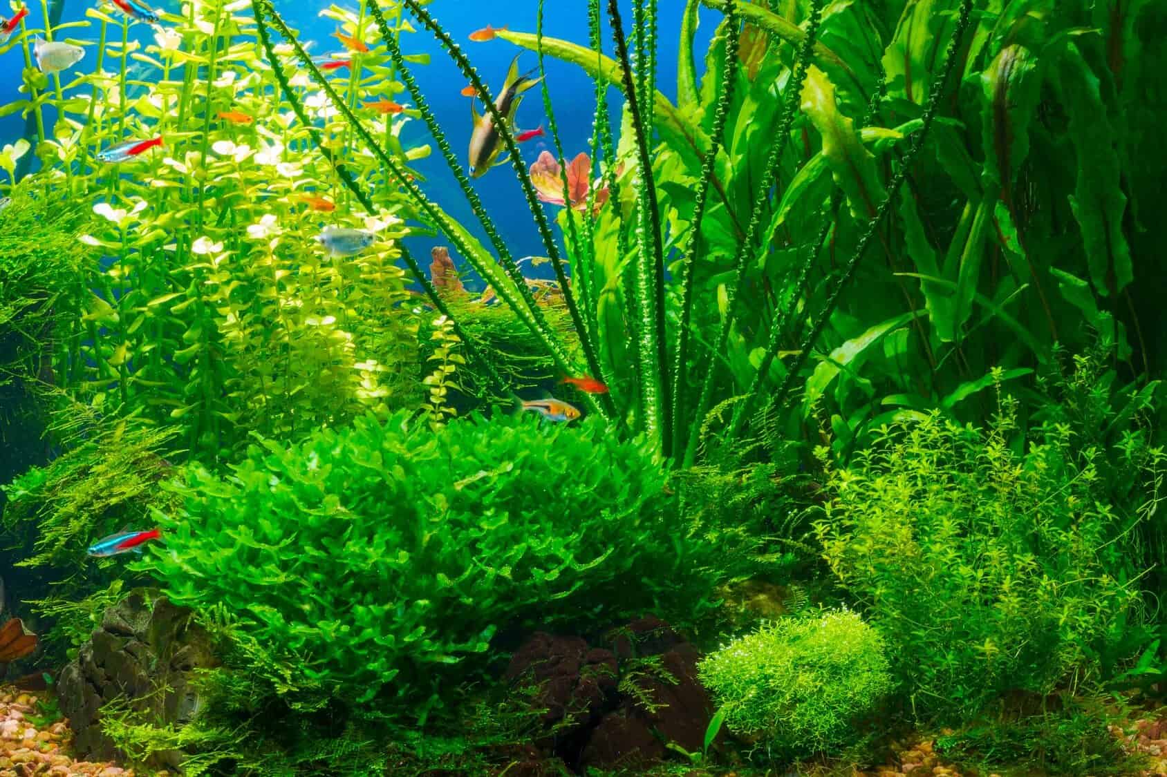 How to grow aquarium plants - Help Guides