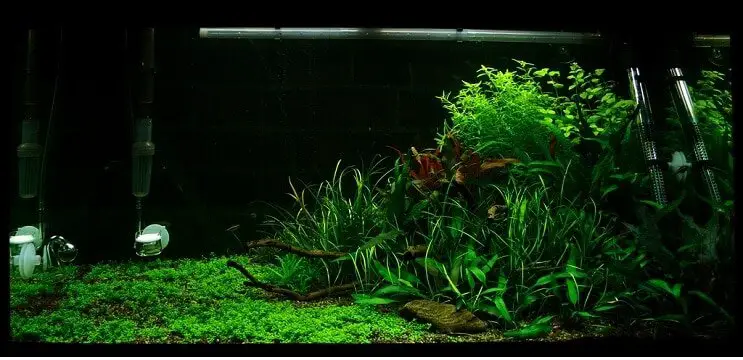 Tank Conditions Staurogyne repens