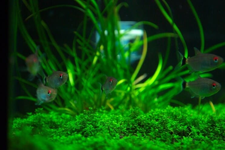 Tank Mates for Staurogyne Repens