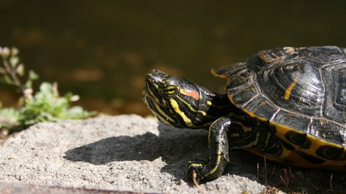 The Definitive Guide to Turtle Tanks Setup Ideas, Filters, Heaters and More Banner The Definitive Guide to Turtle Tanks Setup Ideas, Filters, Heaters and More Banner
