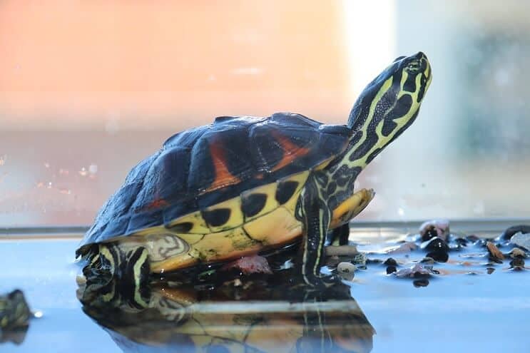 Turtle in Tank