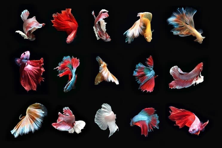 Types of Betta Fish