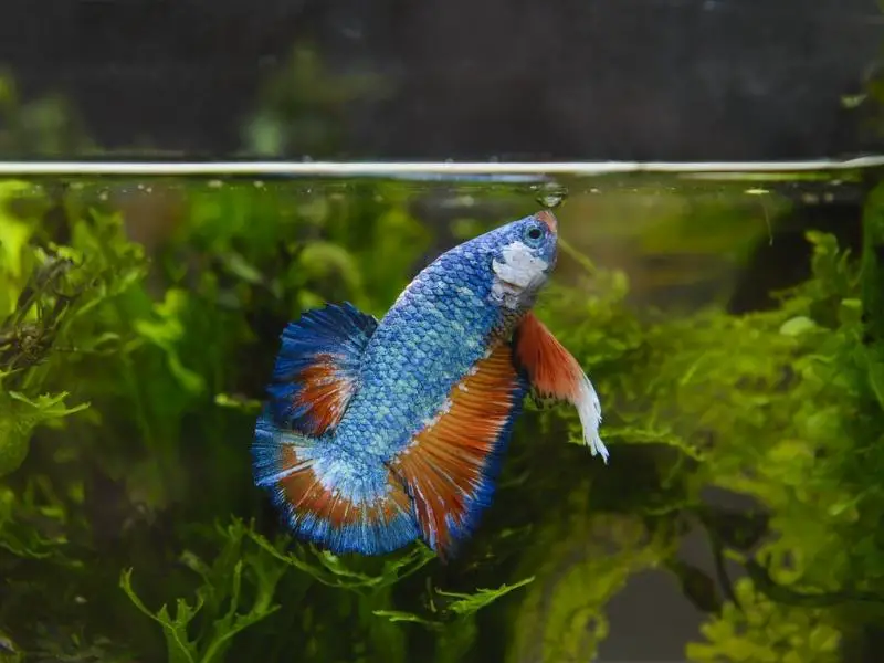 betta fish eating at surface of water