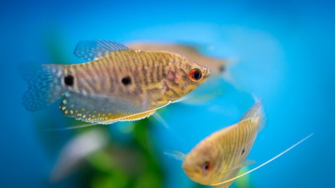 18 Most Beautiful Gourami Fish and How to Care for Them Banner