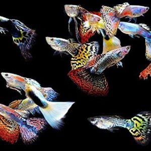 5 Guppies machos para Tanques Tropicais