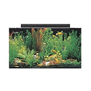 The Perfect Cichlid Tank