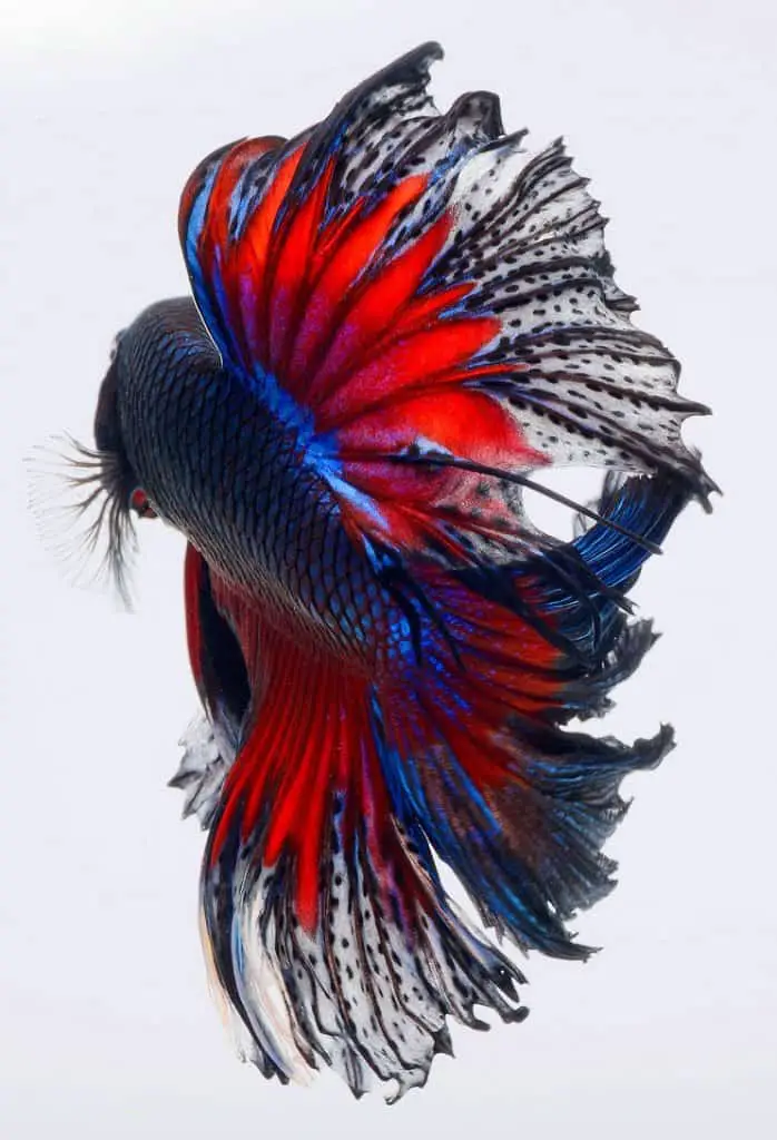 Betta Fish