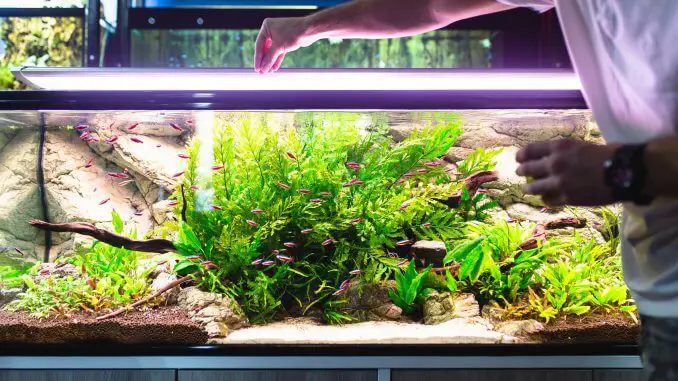 Bloodworms All You Need To Know About This Aquarium Food Banner