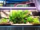 Bloodworms All You Need To Know About This Aquarium Food Banner