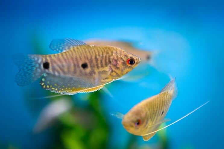 Gourami bleu