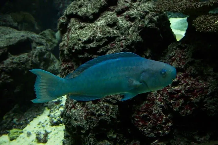 Blue Parrotfish