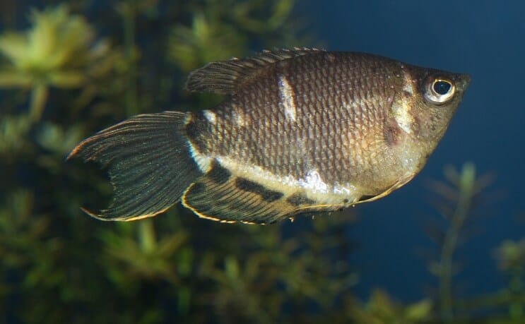 Chocolate gouramis preparing to breed