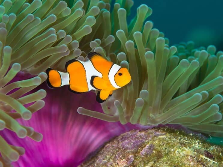 Clownfish