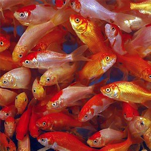 Fish Compatible With Goldfish Chart