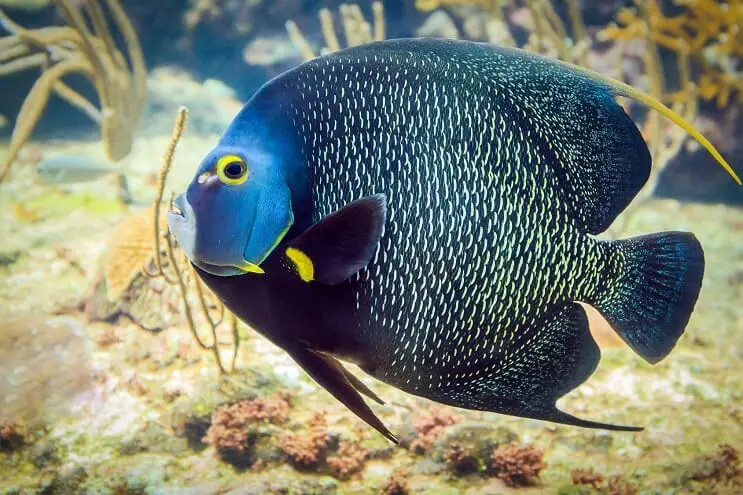 French Angelfish