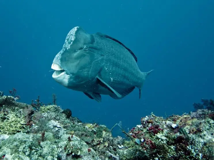 Humphead Parrotfish