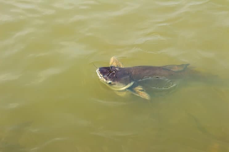 Iridescent Shark in the Wild