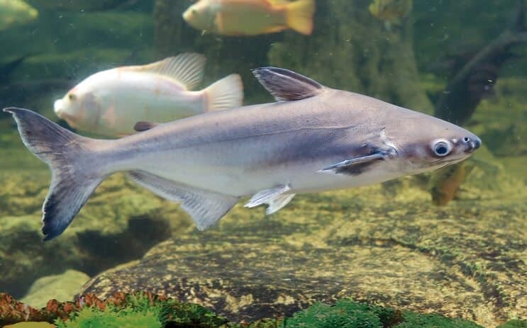 freshwater shark catfish