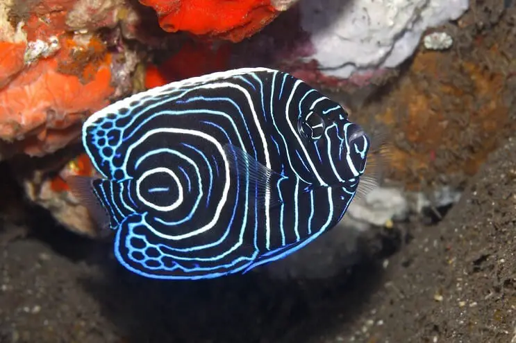 Juvenile Emperor Angelfish