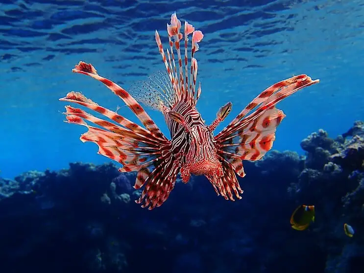 Lionfish