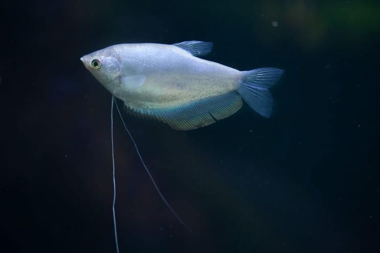 Gourami au clair de lune
