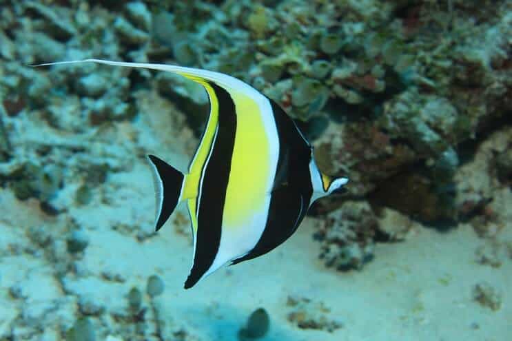 Moorish Idol