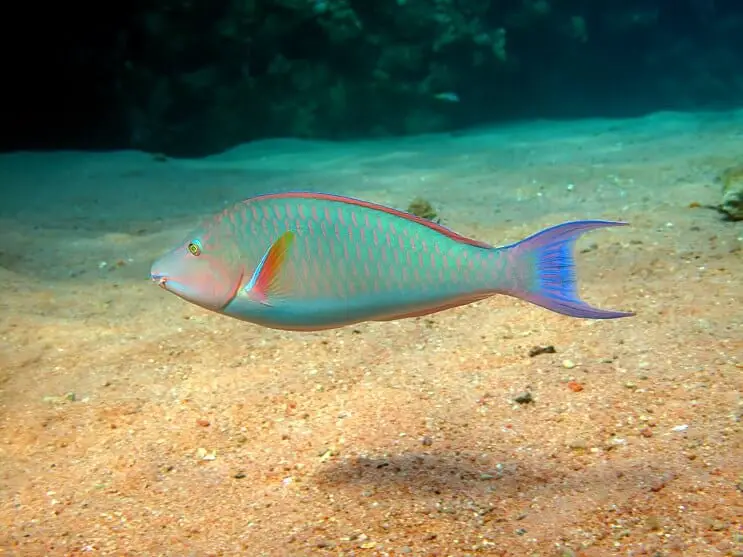 Parrotfish