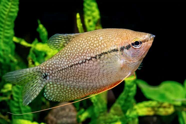 A pearl gourami swimming in a planted aquarium habitat