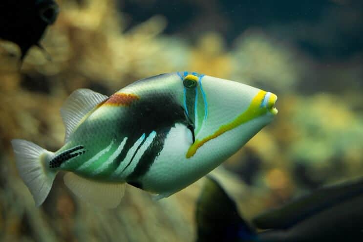 Picasso Triggerfish