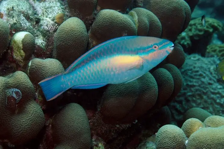 Princess Parrotfish