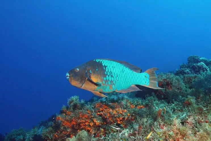 Rainbow Parrotfish