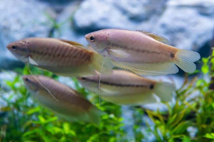 Gourami en peau de serpent