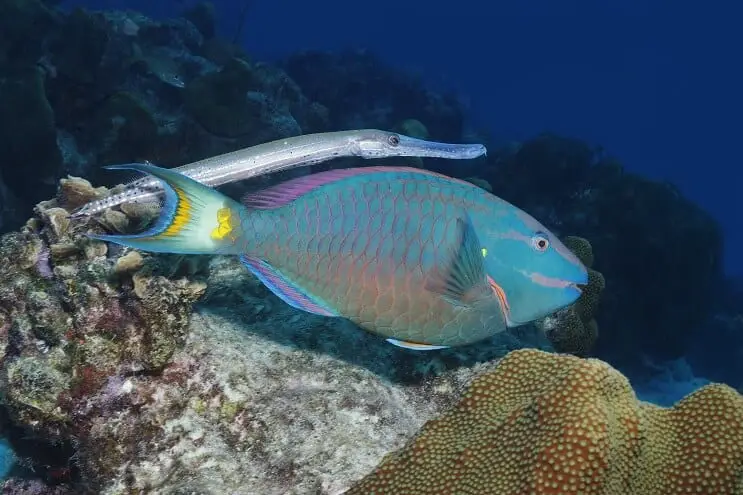 Stoplight Parrotfish