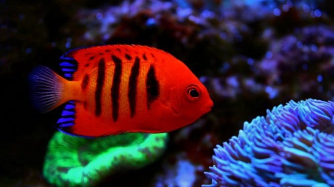 The 15 Most Beautiful Fish in the World Banner